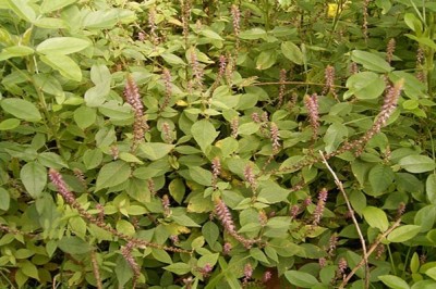 Cây Cỏ Xước và những bài thuốc chữa bệnh