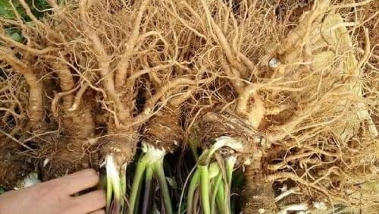 Nhận biết Sâm Đương quy, cách dùng và những bài thuốc chữa bệnh hiệu quả
