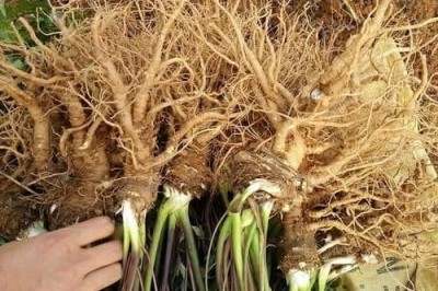 Nhận biết Sâm Đương quy, cách dùng và những bài thuốc chữa bệnh hiệu quả