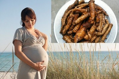 Cây Lá Gai, cây gai và những bài thuốc chữa bệnh