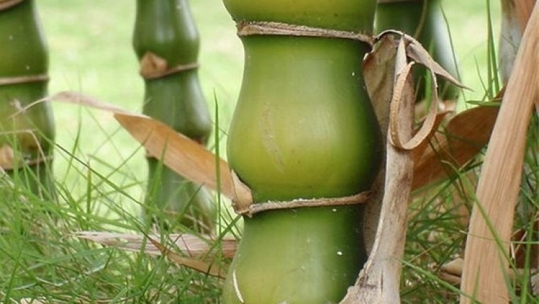 Cây Trúc Phật, Trúc bụng Phật, Trúc đùi gà, Tre ống điếu- Bambusa ventricosa McClure