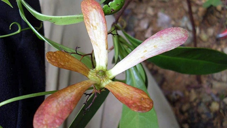 Cây Trung quân - Ancistrocladus tectorius (Lour.) Merr