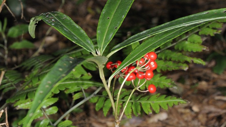 Cây Trọng đũa nhăn, Cơm nguội nhăn - Ardisia crispa (Thunb.) A. DC