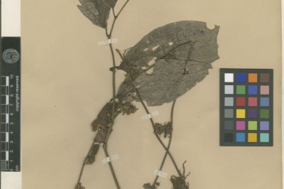 Cây Trầu rừng - Piper chaudocanum C. DC