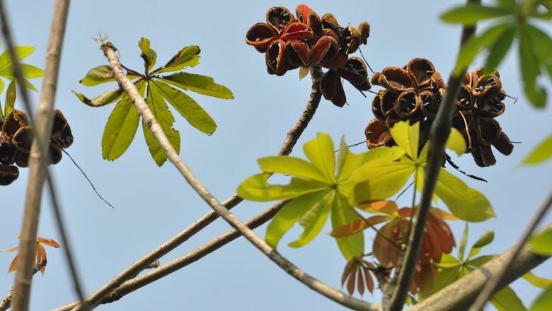 Cây Trôm đơn, Trôm hoe - Sterculai pexa Pierre