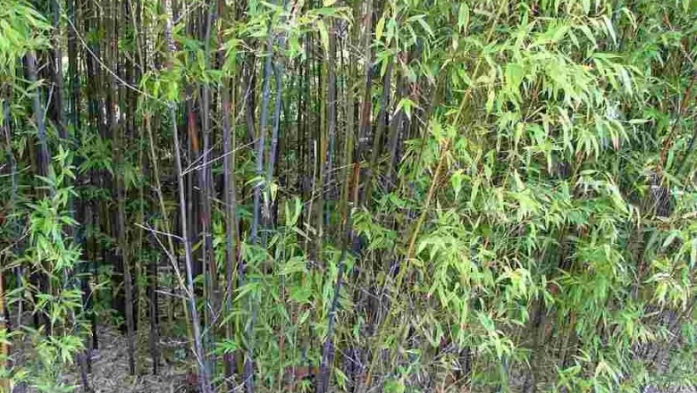 Cây Truck cần câu, Ðạm trúc, Truck như - Phyllostachys nigra (Lodd.) Munro var. henonis (Mitf.) Spapf ex Rendle