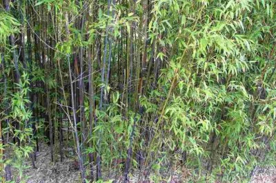 Cây Truck cần câu, Ðạm trúc, Truck như - Phyllostachys nigra (Lodd.) Munro var. henonis (Mitf.) Spapf ex Rendle