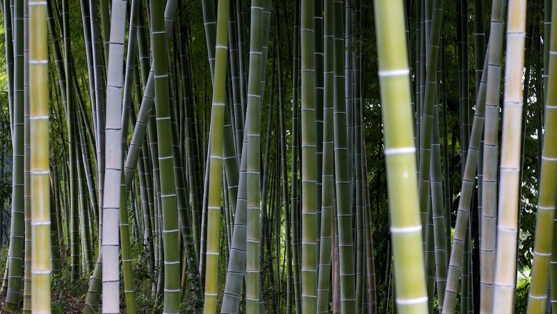 Cây Truck cứng, Tre diệp vĩ, Tre đắng, Cương trúc - Phyllostachys bambusoides Sieb. et Zucc