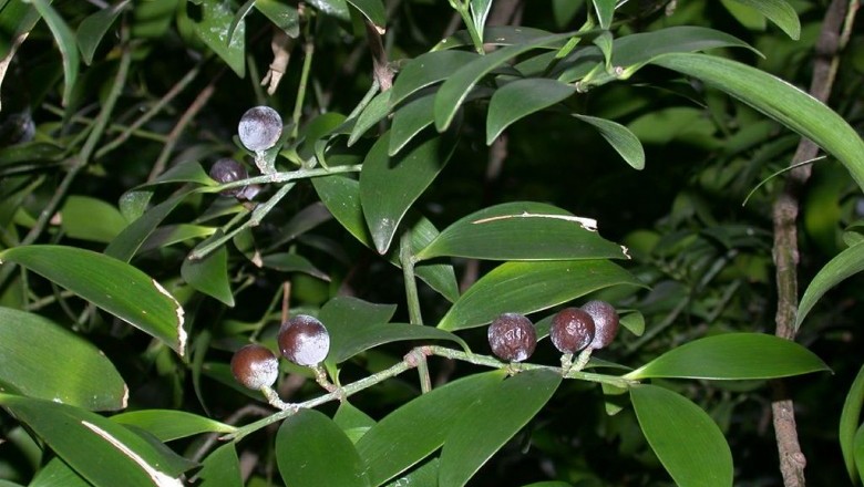 Cây Truck bách, Kim giao tràng định- Podocarpus nagi (Thunb.) Zoll. et Mor