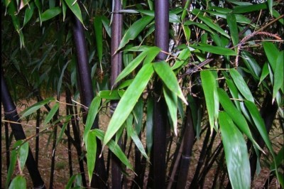 Cây Trúc đen, trúc tím, Tử trúc - Phyllostachys nigra (Lodd.), Munro