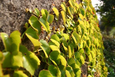 Cây Trinh đằng khác lá - Parthenocissus heterophylla (Blume) Merr. (P. landuk (Planch.) Gagnep.)