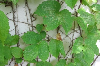 Cây Trinh đằng ba mũi, Bà sơn hổ - Parthenocissus tricuspidata (Sieb. et Zucc.) Planch