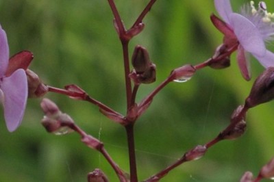 Cây Truck diệp lan, Trai rẽ - Murdannia divergens (C. B. Clarke) Bruckn (Aneilema divergens C. B. Clarke)