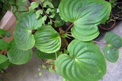 Cây Truck diệp tử - Streptolirion volubile Edgew