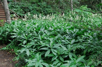 Cây Truck diệp liên, Thài lài trắng, Bôn Nhật, Ðỗ nhược - Pollia japonica Thunb