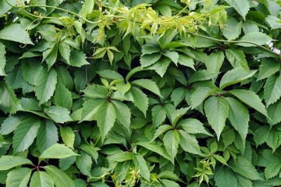 Cây Trinh đằng chân- Parthenocissus pedata Gagnep