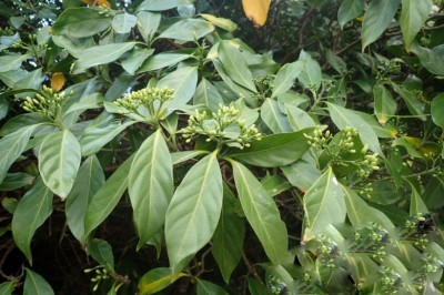 Cây Trèn thon - Tarenna attenuata (Voigt) Hutch