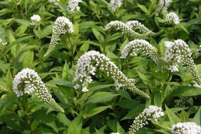 Cây Trân châu rau - Lysimachia clethroides Duby