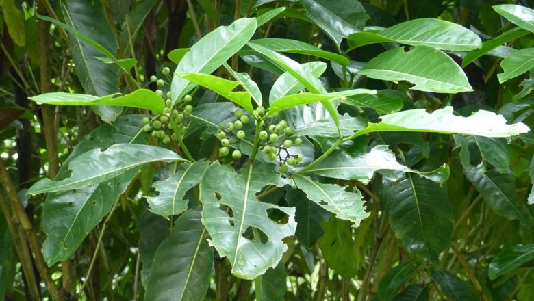 Cây Trà vỏ, Chè vỏ, Trèn Biên Hoà - Tarenna hoaensis Pierre ex Pit