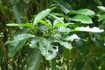 Cây Trà vỏ, Chè vỏ, Trèn Biên Hoà - Tarenna hoaensis Pierre ex Pit