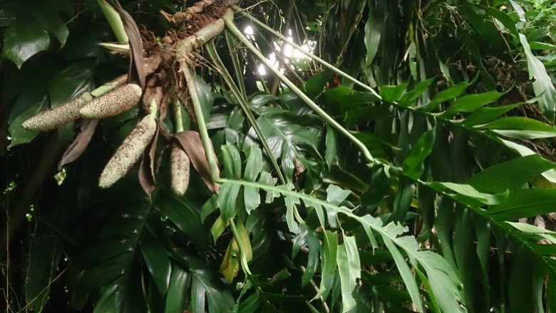 Cây Trầu bà vàng, Dây vạn niên thanh - Epipremnum pinnatum (L.) Engl cv. aureum. Nichols. (Scindapsus aureus (Lind. et André) Engl.)