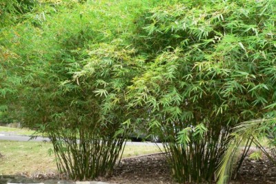 Cây Trẫy - Bambusa multiplex (Lour.) Raeuasch. var. nana (Roxb.) Keng f