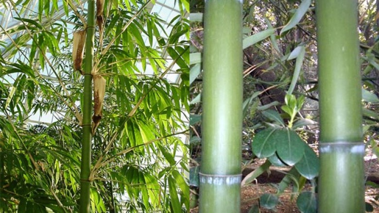 Cây Tre mỡ - Bambusa vulgaris Schrad. ap. Wendl
