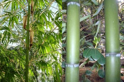 Cây Tre mỡ - Bambusa vulgaris Schrad. ap. Wendl