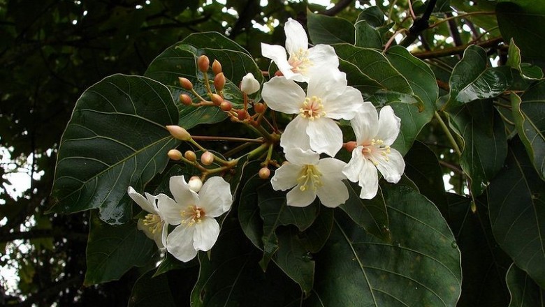 Cây Trẩu - Vernicia montana Lour (Aleurites montana (Lour.) Wils.)