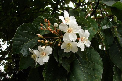 Cây Trẩu - Vernicia montana Lour (Aleurites montana (Lour.) Wils.)