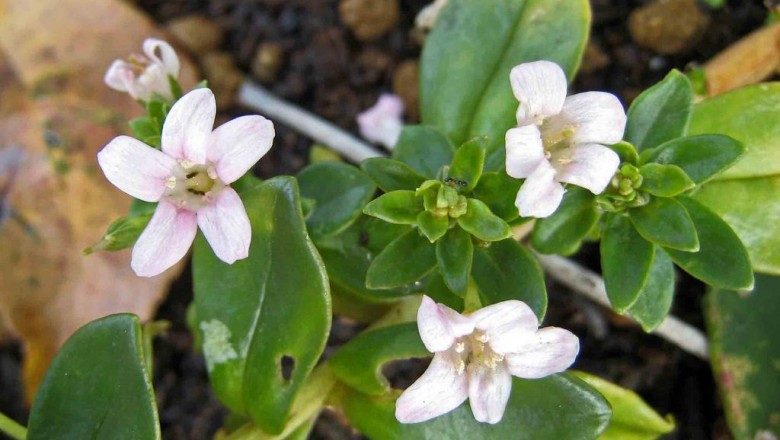 Cây Trân châu trắng - Lysimachia candida Lindl