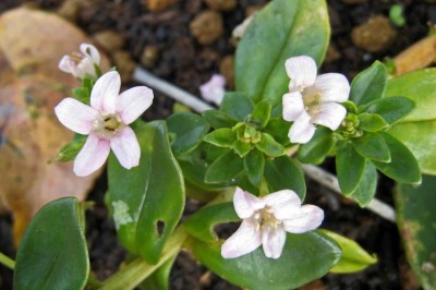 Cây Trân châu trắng - Lysimachia candida Lindl