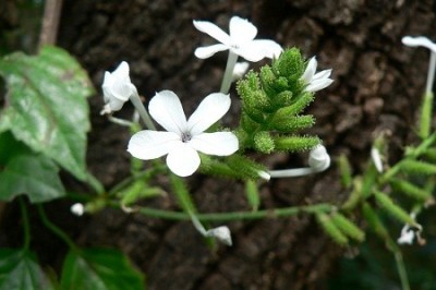 Cây Bạch hoa xà và cách dùng chữa bệnh