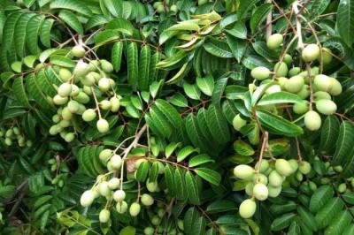 Cây Trám trắng, Cà na - Canarium album (Lour.) Raeusch