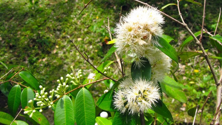 Cây Trâm vỏ đỏ, Trâm sắng, Trâm Xri Lanca - Syzygium zeylanicum (L.) DC. (Eugenia zeylanica Wight., Myrtus zeylanica L.)