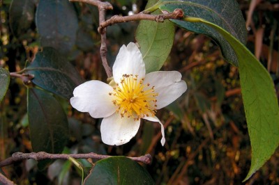 Cây Trà nhuỵ ngắn - Camellia kissii Wall. (Thea drupifera Pierre)