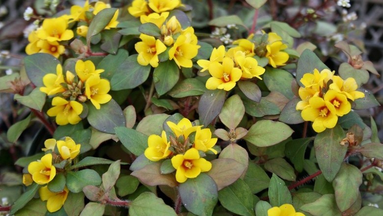 Cây Trân châu hoa phù - Lysimachia congestiflora Hemsl