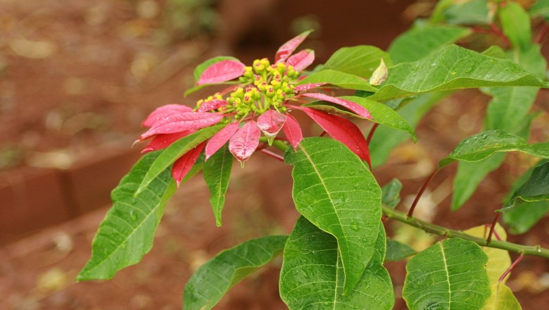 Cây Trạng nguyên - Euphorbia pulcherrima Willd
