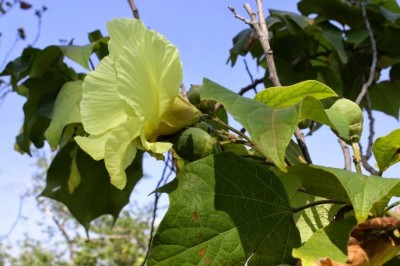 Cây Tra nhỏ, Tra làm thừng - Thespesia lampas (Cav.) Dalz., et Cibs. (Hibiscus lampas Cav.)