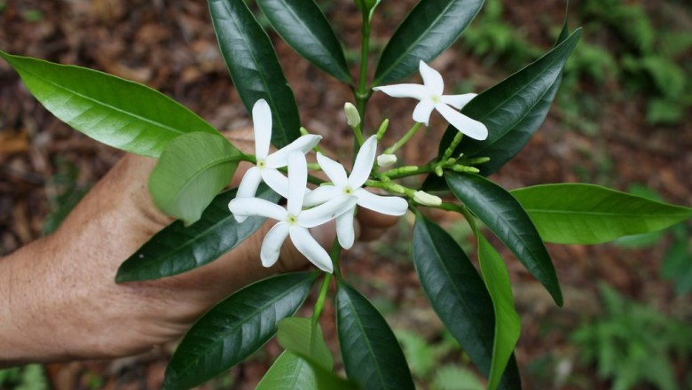 Cây Trang nam, Cốp Pitard - Kopsia pitardii Merr. (K. cochinchinensis auct. non Kuntze, K. officinalis Tsiang et P. T. Li)