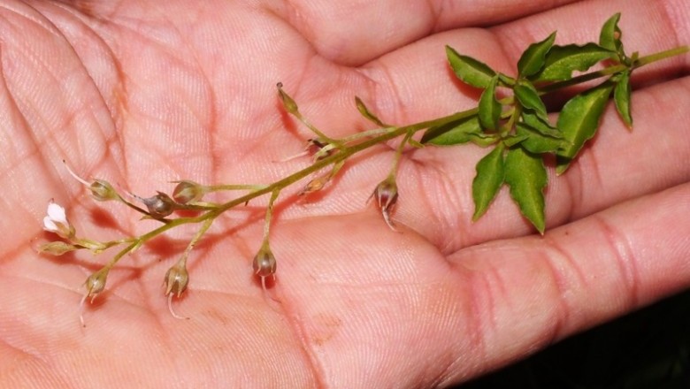 Cây Trân châu nhị dài - Lysimachia lobeloides Wall