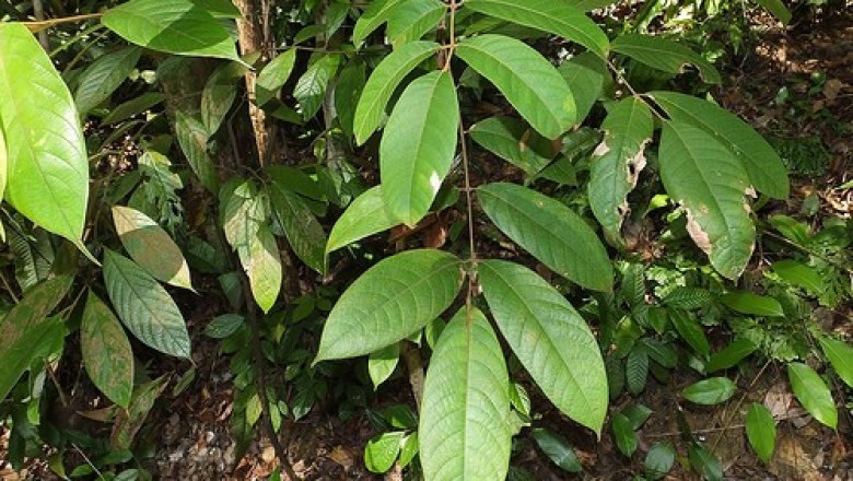 Cây Trám nâu, Trám duyên hải - Canarium littorale Blume var. rufum (Benn.) Leenh.