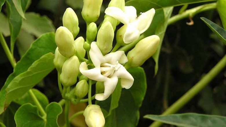 Cây Trâm hùng đẹp, Ðại hoa đằng - Raphistemma pulchellum (Roxb.) Wall.