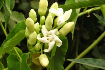 Cây Trâm hùng đẹp, Ðại hoa đằng - Raphistemma pulchellum (Roxb.) Wall.