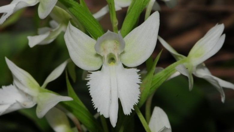 Cây Trâm lan Henry, Tiểu bạch điệp hoa - Pecteilis henryi Schltr