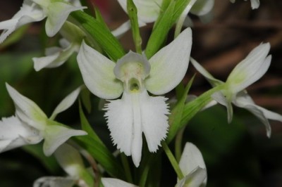 Cây Trâm lan Henry, Tiểu bạch điệp hoa - Pecteilis henryi Schltr