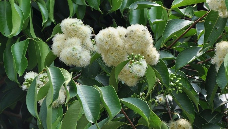 Cây Trâm Lào - Syzygium laosensis (Gagnep.) Merr. et Perry