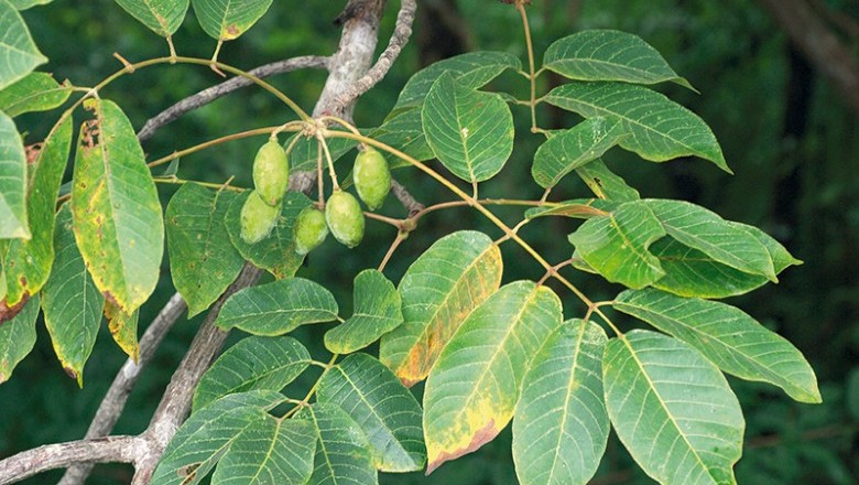 Cây Trám kên, Trám lá đỏ, Cà na mũi nhọn - Canarium subulatum Guill