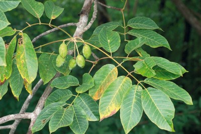 Cây Trám kên, Trám lá đỏ, Cà na mũi nhọn - Canarium subulatum Guill