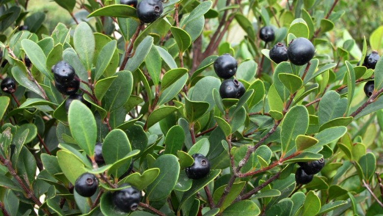 Cây Trâm lá cà mà, Xích nam - Syzygium buxifolium Hook, et. Arn